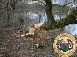 Biber am Birkensee