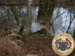 Biber am Birkensee