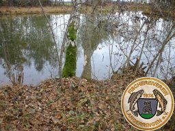 Biber am Birkensee