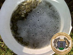 Karpfenbrut