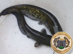 Fisch Greim