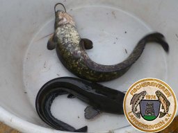 Fisch Greim