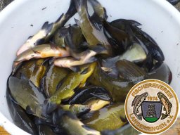 Fisch Greim