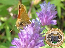 Flora und Fauna