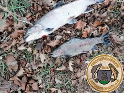 Anfischen